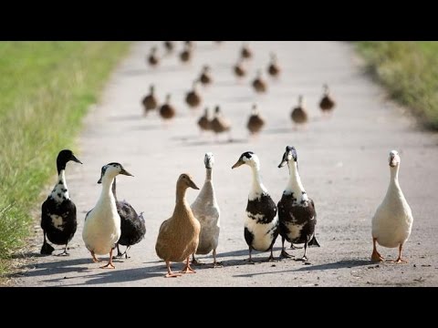 duck sound free