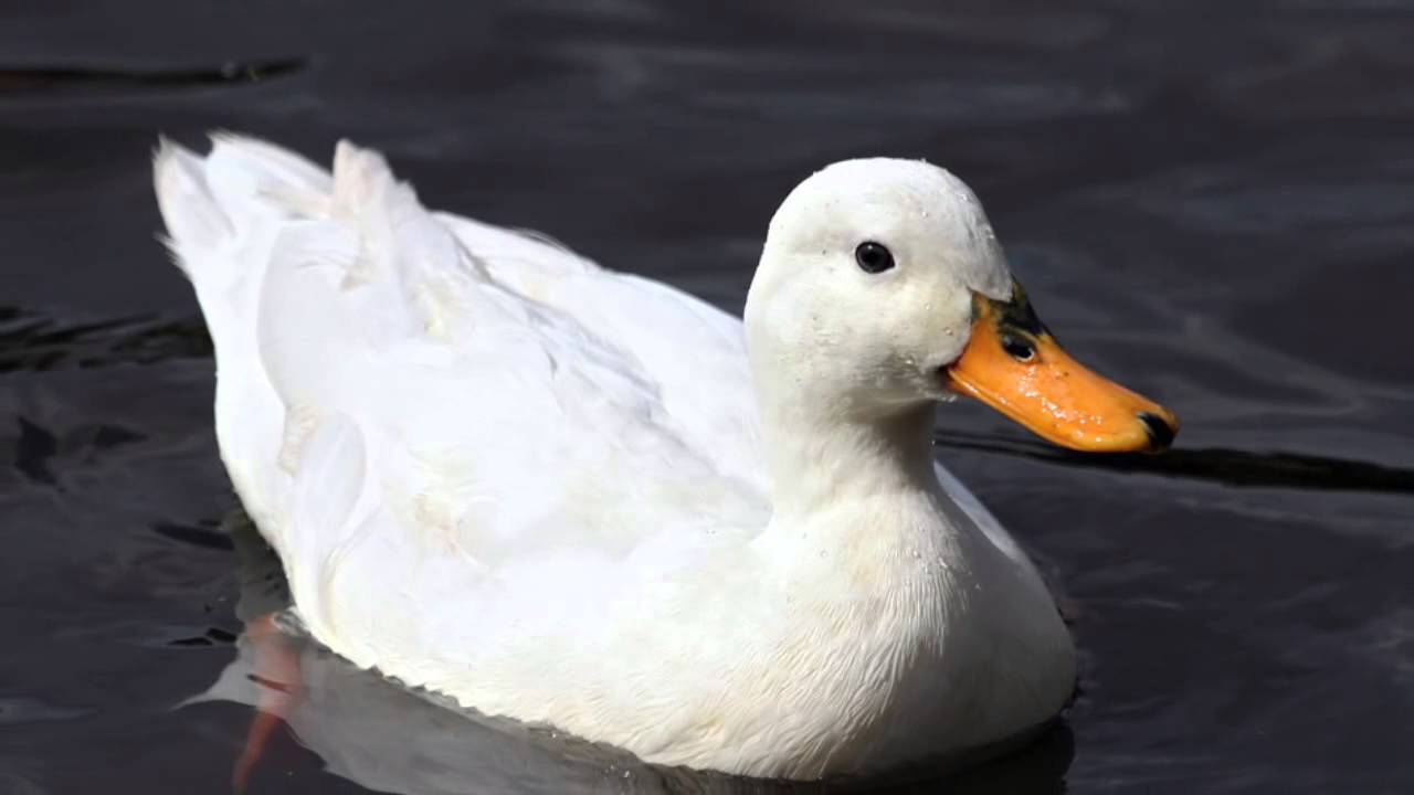 duck sound free